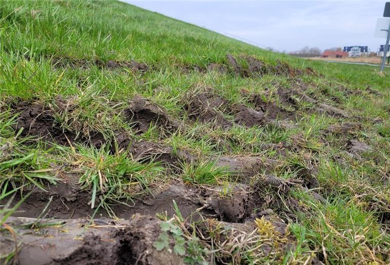 Massive Treckerspuren: Wie sicher ist der Nordseedeich bei Wremen? Wremen Nordseedeich