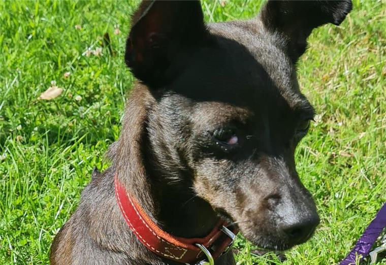 Selbsbewusste Hundedame Tiffy sucht ein neues Zuhause Die treue Tiffy sucht ein neues Zuhause.