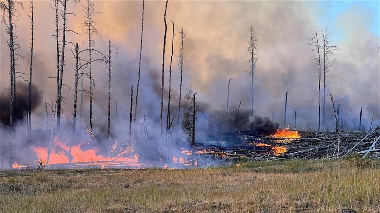 Waldbrandgefahr in Niedersachsen: Eine Zigarettenkippe kann zur Katastrophe werden