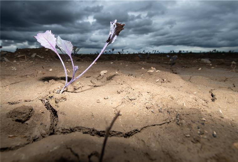 Hoffen auf Regen: Landwirte leiden unter Trockenheit Die Trockenheit macht den Landwirten zu schaffen.