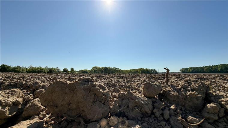 Die Trockenheit macht es den Störchen teils schwer, ausreichend Nahrung zu finden. (Archivbild)