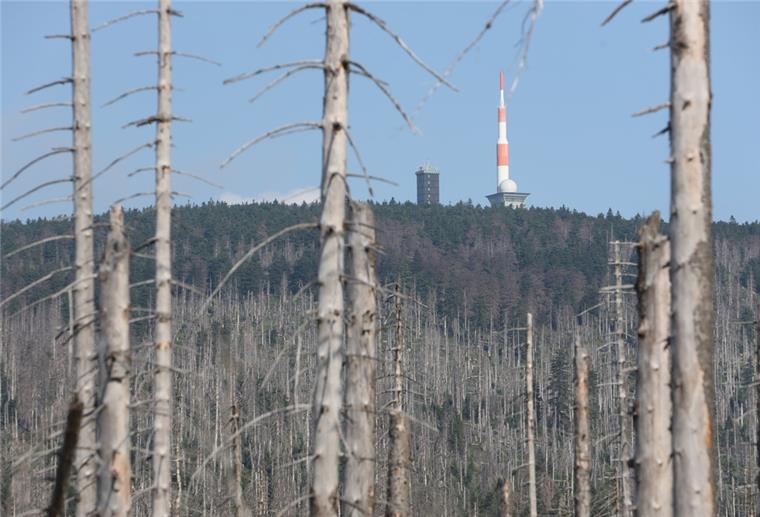 Die Trockenheit und der Borkenkäfer haben den Bestand der Fichtenwälder im Harz wie hier auf dem Brocken weitestgehend zerstört. Derzeit leiden die Wälder erneut unter der Trockenheit. Das AWI hat nun mit speziellen Kamerasystemen die Wälder überflogen, um den Grad der Schädigung zu ermitteln.