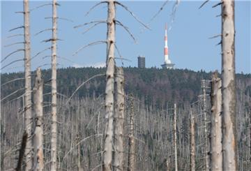 Die Trockenheit und der Borkenkäfer haben den Bestand der Fichtenwälder im Harz wie hier auf dem Brocken weitestgehend zerstört. Derzeit leiden die Wälder erneut unter der Trockenheit. Das AWI hat nun mit speziellen Kamerasystemen die Wälder überflogen, um den Grad der Schädigung zu ermitteln.
