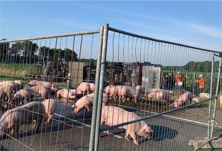 35 Schweine tot nach Unfall bei Sittensen Die unverletzten Schweine wurden in einem provisorischen Gehege eingepfercht.