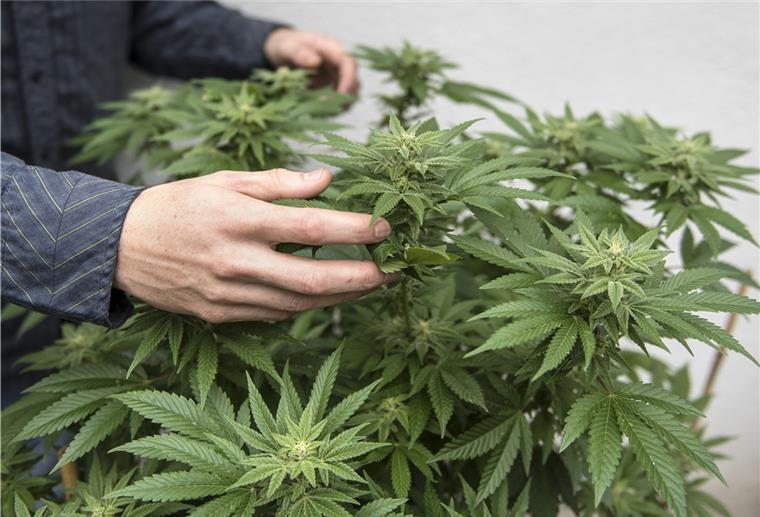 Die Urteile gegen die Betreiber einer großen Drogenplantage in Ovelgönne sind rechtskräftig geworden.