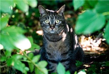 Eine junge Katze sitzt in einem Gebüsch in Hildesheim.