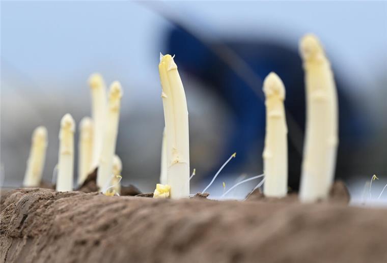 Spargelernte lässt auf sich warten: Wetter wurde für Betriebe zu Herausforderung Spargelstangen ragen aus der Erde