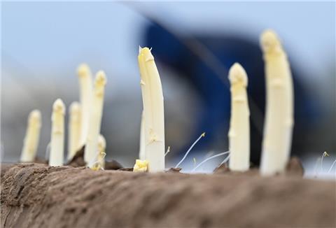 Spargelstangen ragen aus der Erde
