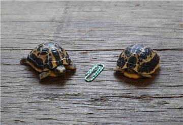 Im Zoo Hannover sind zwei Madagassischen Spinnenschildkröten zur Welt gekommen. 