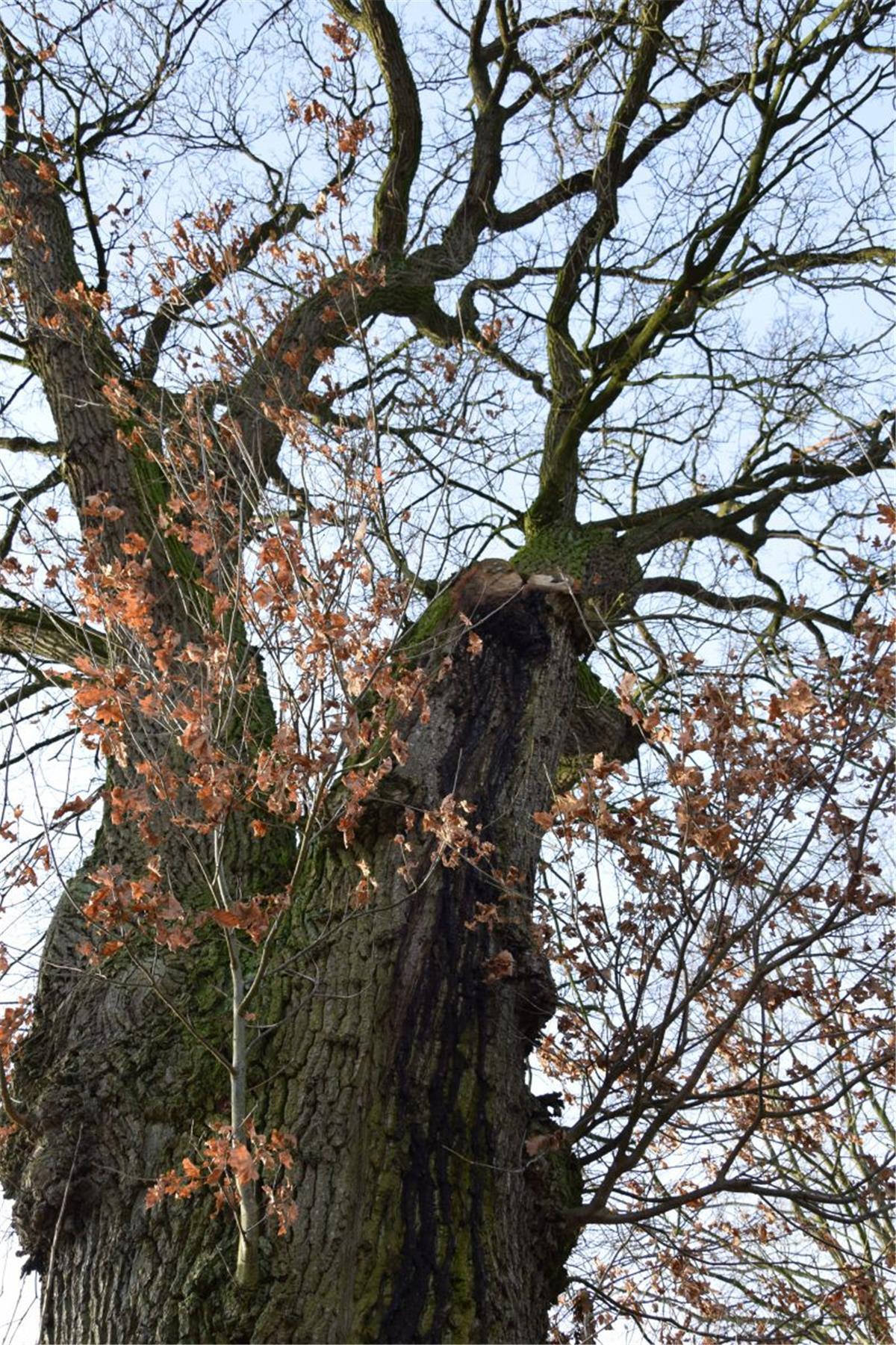 Rhade: Besondere Bäume sollen Naturdenkmäler sein Die von einem Blitz getroffene Eiche an der Friedhofstraße in Rhade möchte der Landkreis als Naturdenkmal ausweisen.