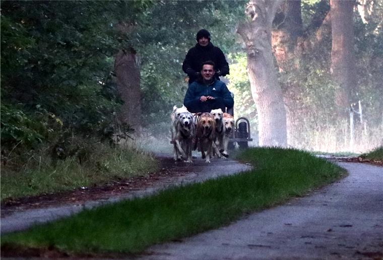 Besonderes Erlebenis: Mit den Huskys durchs Cuxland Die Wagenlenkerin LisaPannenberg hat alles im Griff: Die Alaskan Huskys ziehen den Reporter Jens Gehrke im ersten Morgenlicht über einen Feldweg in der Nähe von Stinstedt bei Lamstedt.