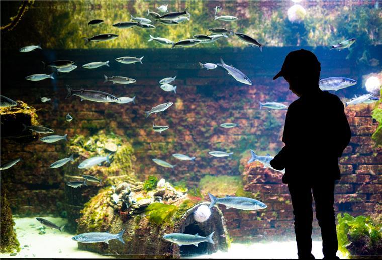 Ein Junge steht im Aquarium im Zoo am Meer