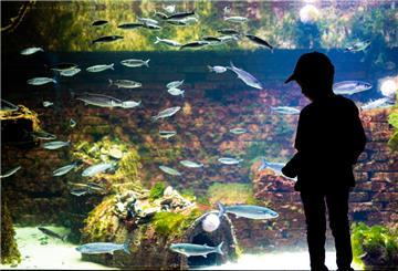 Ein Junge steht im Aquarium im Zoo am Meer