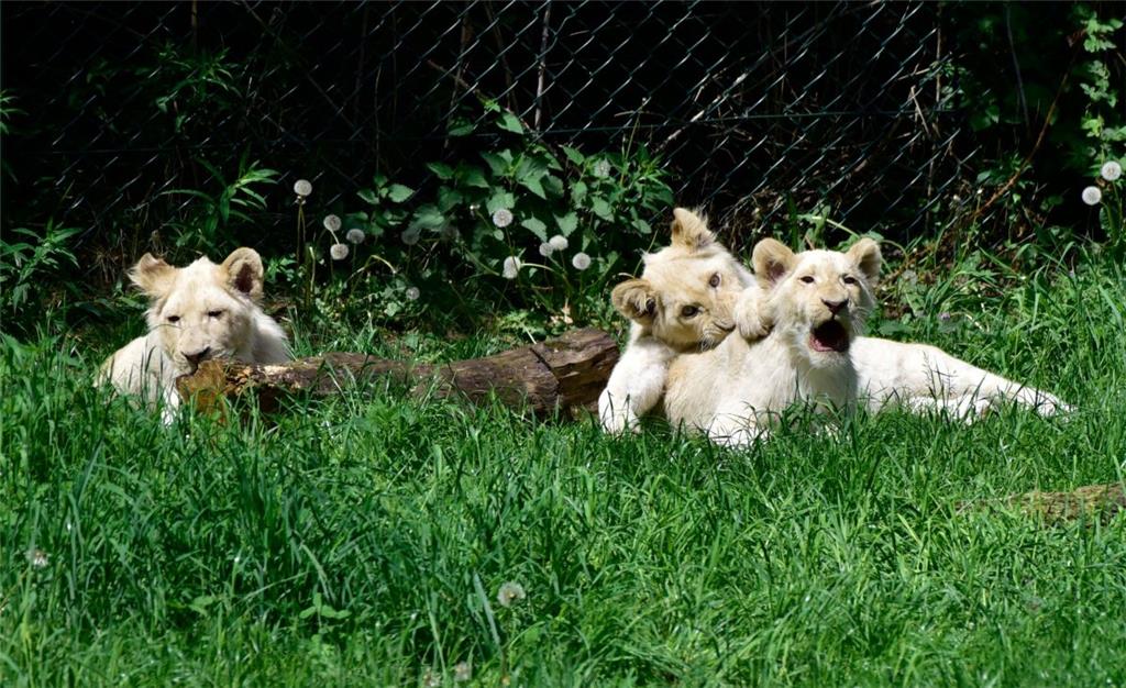 Die Weißen Löwendrillinge Taio, Mojo und Amari wurden im September geboren.