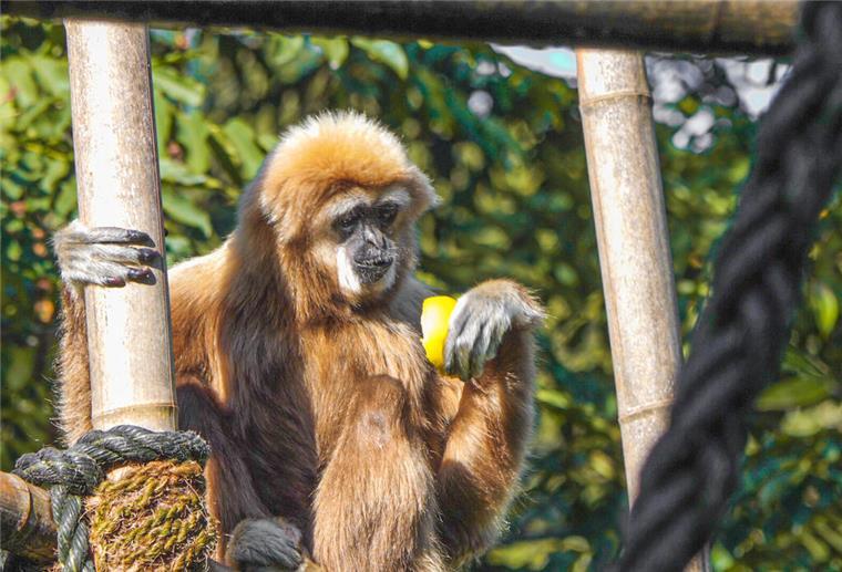 Die Wingst – Familienerlebnisse pur Weißhandgibbondame „Hexe“ im Wingster Zoo.