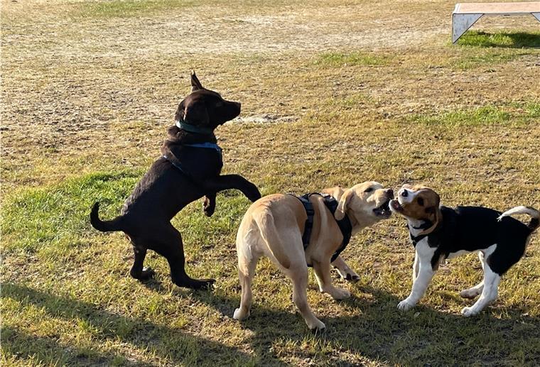 So macht sich Welpe Wolfgang in der Hundeschule Die Welpenstunde beginnt mit Toben. Hier hat Wolfgang (links) Spaß mit Luna und Carlo.