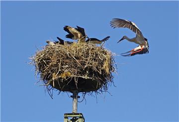 Die Wesermarsch ist der Storchenkreis Nummer 1 in Niedersachsen.