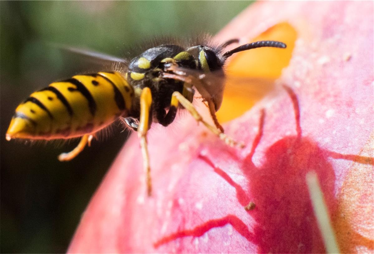 Wespe auf Apfel, Insekt