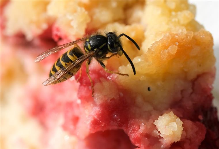 Naturschutzbund: Wespen nicht anpusten oder in die Enge treiben Die Wespen sind aufgrund von Hitze und Trockenheit in diesem Sommer besonders zahlreich unterwegs.