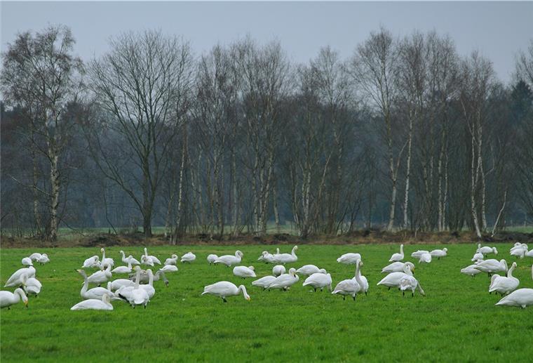 Schwäne rasten auf einer Wiese
