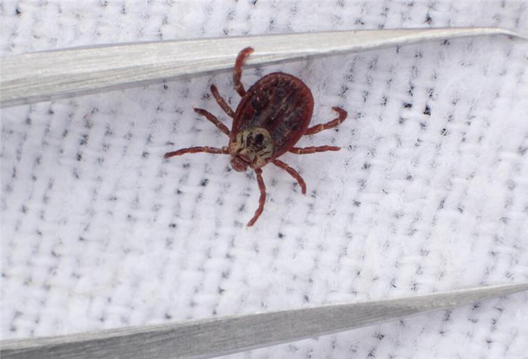 Gefahr beim Gassigehen: Zecke überträgt tödliche „Hundemalaria“ Eine Wiesenzecke, gefangen von Wissenschaftlerinnen der veterinärmedizinischen Fakultät der Universität Leipzig, neben einer Pinzette.