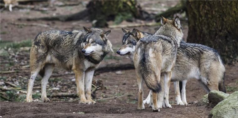 Die Wölfe im Cuxland sorgen für reichlich Gesprächsstoff.