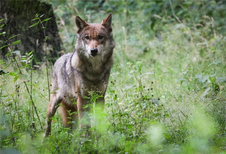 Aktuelle Wolfszahlen: 209 Rudel in Deutschland bestätigt Wolf