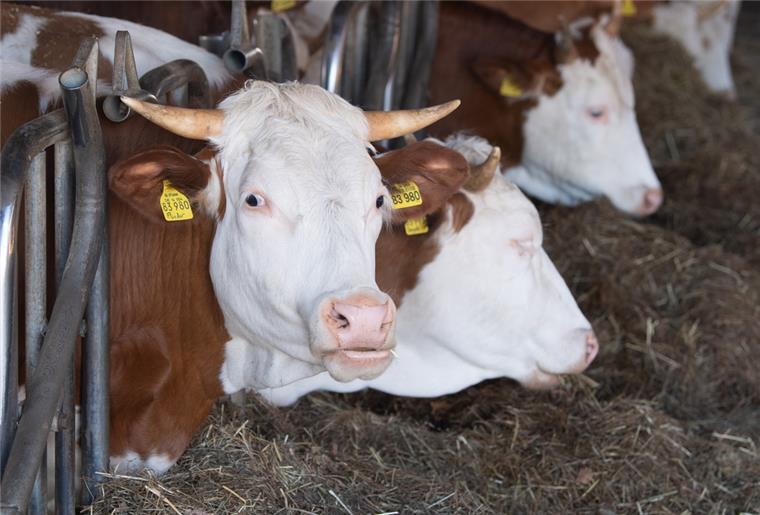 Niedersachsen: Viele Landwirte wollen auf Biobetrieb umstellen Kühe auf einem Biohof