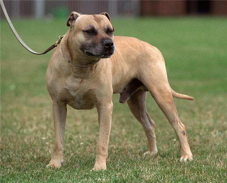 Zusammengefasst! Das war der Montag im nord24-Land Die Zahl der Kampfhunde in Bremerhaven nimmt zu.