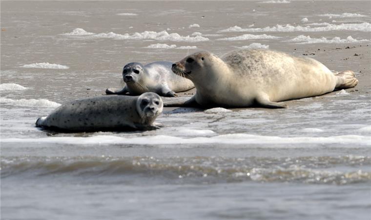 Nachwuchs-Rekord bei Kegelrobben im Wattenmeer Die Zahl der Kegelrobben im Wattenmeer ist weiter gewachsen. Zu Beginn des 20. Jahrhunderts waren die Tiere dort fast vollständig ausgerottet.