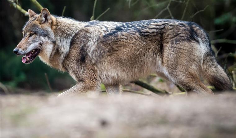 Zahl der Wolfsrisse hat sich in Niedersachsen verdoppelt Die Zahl der Risse von Nutztieren durch den Wolf (Symbolfoto) hat sich 2017 verdoppelt.