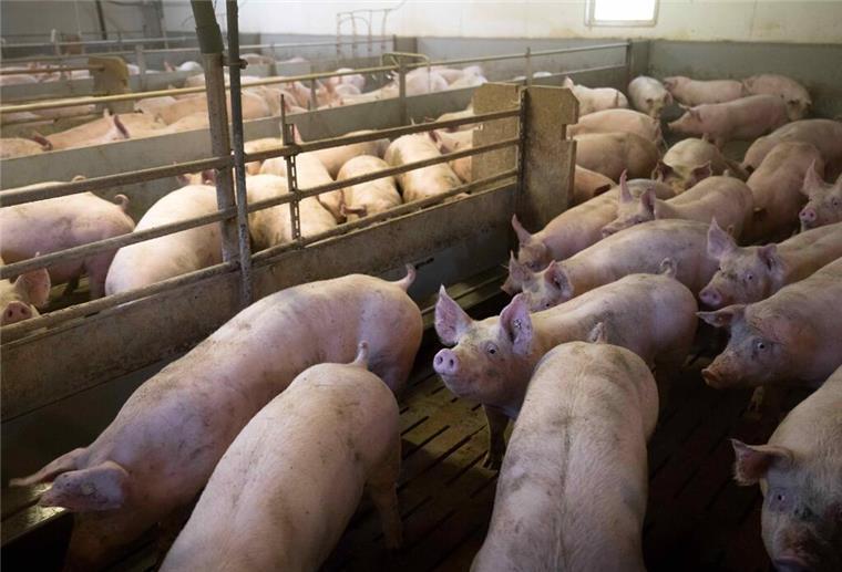 Viele Schweinehalter denken ans Aufgeben Schweine im Mastbetrieb von Jörn Ehlers in einem Stall mit Vollspaltenboden.