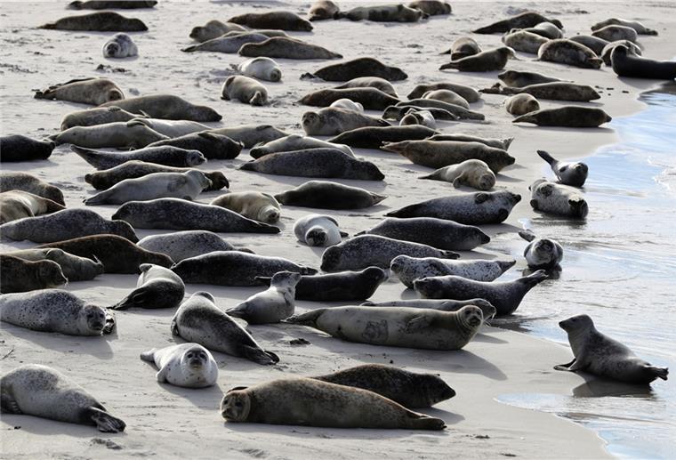 Seehundbestand im Wattenmeer in 30 Jahren verfünffacht Seehundherde am Strand
