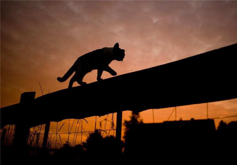 Butjadingen: Kastrationspflicht für Katzen auf den Weg gebracht Die Zahl der streunenden Katzen ist steigend – mit einer Kastration soll gegengesteuert werden.