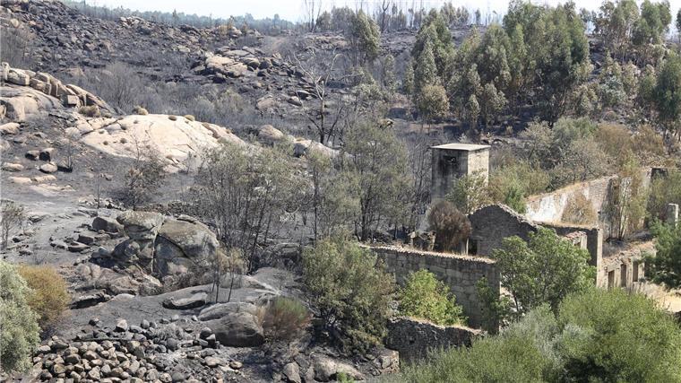 Die Zahl der Todesopfer der verheerenden Waldbrände ist in Portugal gestiegen. Historische Dörfer mussten evakuiert werden.
