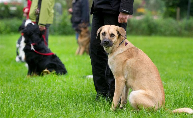 Bremen sagt Hundedreck den Kampf an Die Zahl der Verstöße von Hundehaltern ist in Bremen gestiegen.