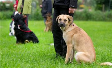 Die Zahl der Verstöße von Hundehaltern ist in Bremen gestiegen.
