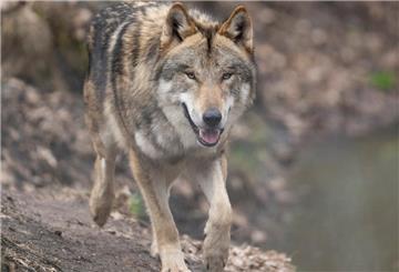 Ein Wolf läuft durch sein Gehege im Tierpark. 