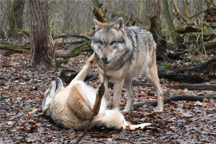 Politiker fordert "beschränkte Abschussfreigabe" für den Wolf Die Zahl der Wölfe in Deutschland wächst beständig. Ebenso die Forderungen, die Raubtiere zumindest beschränkt abschießen zu dürfen.