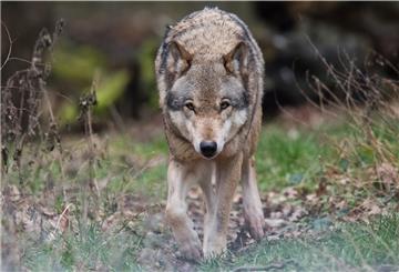 Die Zahl der Wölfe steigt. Hinweise und Spuren auf die umstrittenen Tiere, können über eine „Wolfs-App“ gemeldet werden.