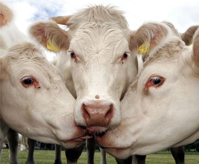 Zahl des Tages: 7541 Die Zahl des Tages für den Landkreis Cuxhaven kommt aus der Landwirtschaft: Es geht um Milchkühe. Sie liefern überraschende Zahlen. Symbolfoto: Rumpenhorst/dpa