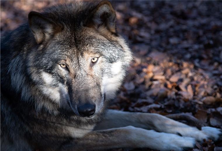Umstrittene Forderung: Wolf soll ins Jagdrecht Die Zevener Liberalen fordern, den Wolf ins Jagdrecht aufzunehmen. Diese Forderung ist jedoch äußerst umstritten.
