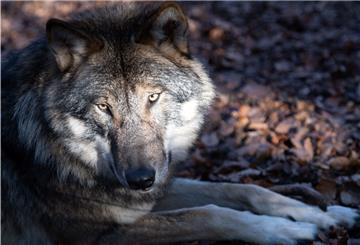 Die Zevener Liberalen fordern, den Wolf ins Jagdrecht aufzunehmen. Diese Forderung ist jedoch äußerst umstritten.