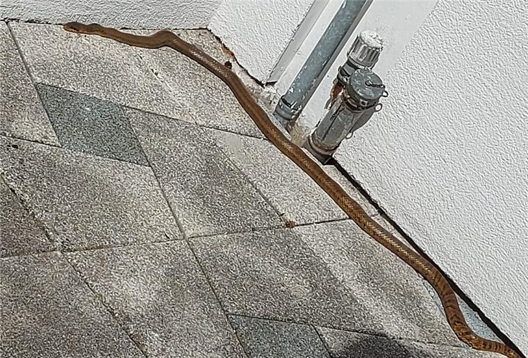 Stotel: 1,80 Meter lange Schlange gefunden Diese Amurnatter ist am Sonntag im Garten eines Hauses in der Fleester Straße in Stotel aufgetaucht. Das Tier befindet sich jetzt bei einem Schlangenzüchter.