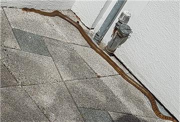 Diese Amurnatter ist am Sonntag im Garten eines Hauses in der Fleester Straße in Stotel aufgetaucht. Das Tier befindet sich jetzt bei einem Schlangenzüchter.