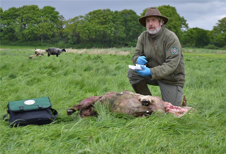 Niedersachsen: Wolfsberater nehmen keine Risse mehr auf Diese Aufgabe entfällt für die Wolfsberater: Hermann Kück aus Lunestedt bei der Aufnahme eines Wolfsrisses im Jahr 2014.
