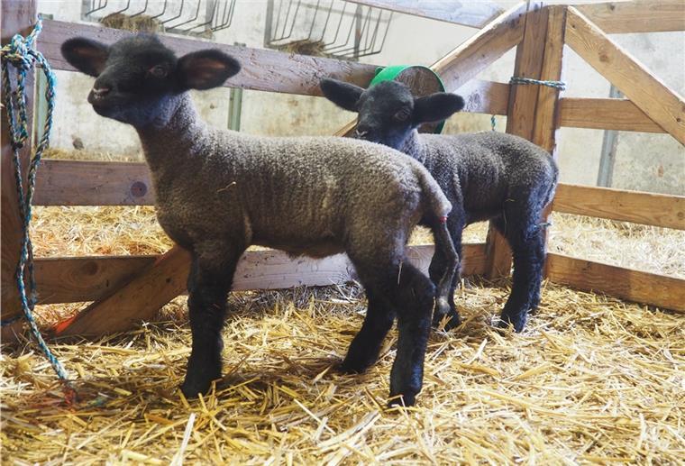 Tote Schafe in der Wesermarsch: Bioabfälle führen zu Koliken Diese beiden Lämmchen werden nun ohne Muttermilch aufgezogen.