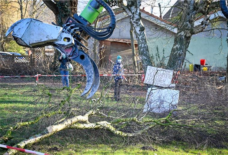 Alte Bäume ohne ausreichende Grundlage gefällt Diese Fällaktion am Jägerhof dürfte ein Nachspiel haben.