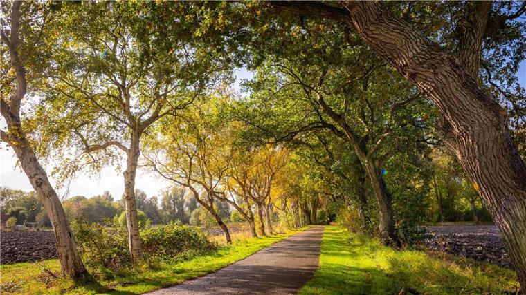 Deutsche „Allee des Jahres“ liegt in Ostfriesland Diese Friedhofsallee im ostfriesischen Leybuchtpolder ist die „Allee des Jahres 2025“ (das Bild zeigt nicht das Gewinnerfoto des Wettbewerbs).