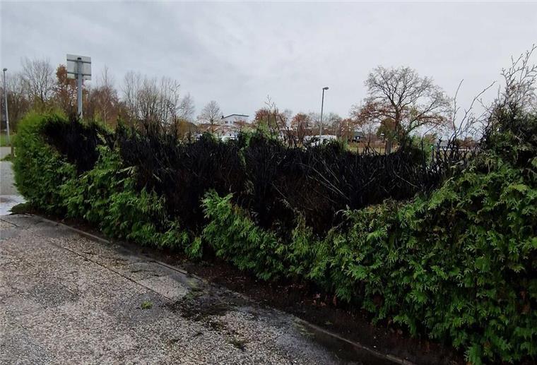 Hecke in Spaden fängt Feuer - und wird zügig gelöscht Diese Hecke brannte am Mittwoch auf einigen Metern.